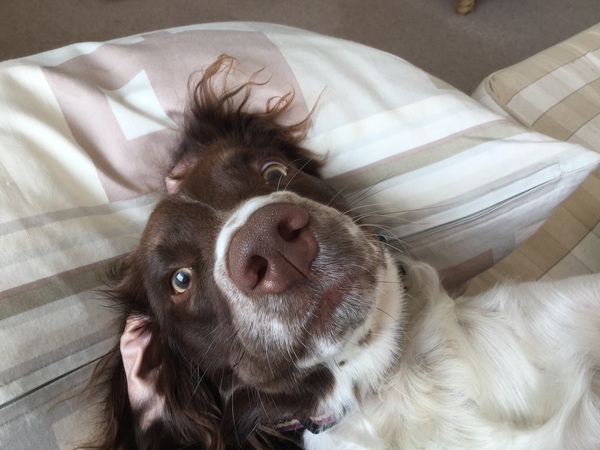 Show me your DPups!