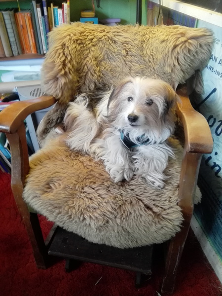 What type of dog do you think this is?