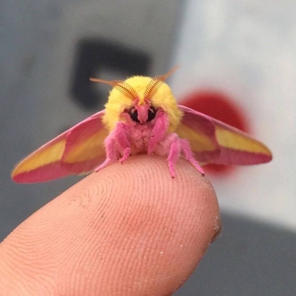 I was pootling round on Google images and I found this bug...isn't it cute (warning insect picture)