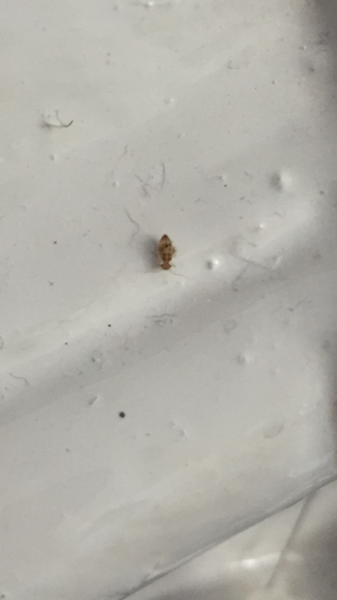 Can anyone guess which type of bug this is? (Pic)