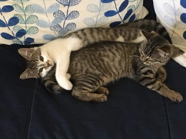Amount of food for kittens
