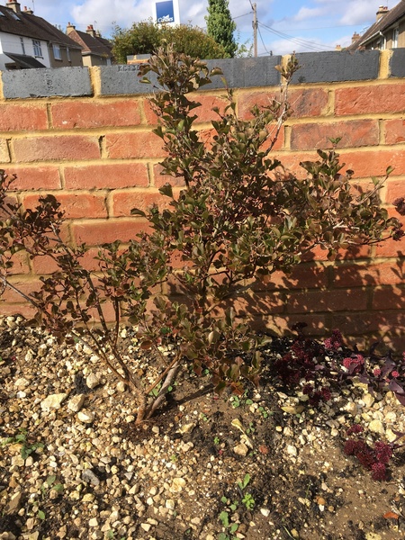 Lilac - help!