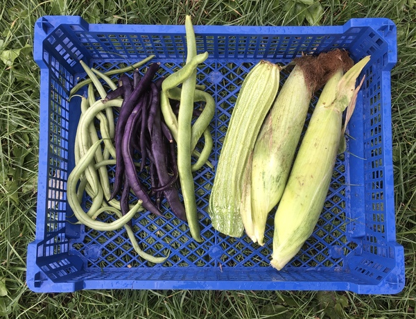 Allotment?Veg Patch Thread 13! Are we weathering the weather?