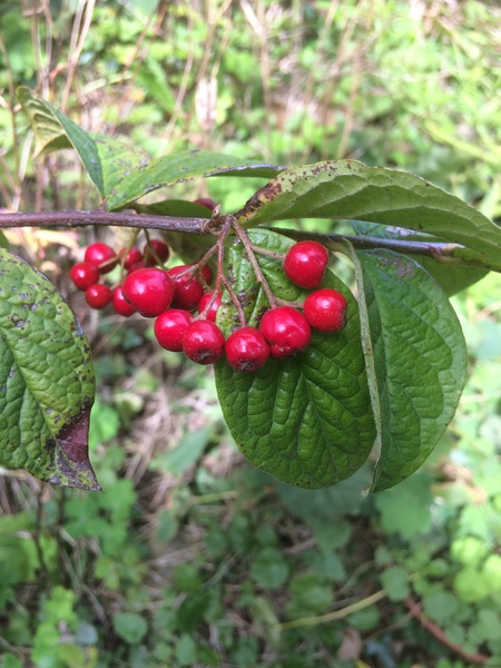 Any Witches Here ? Part 2