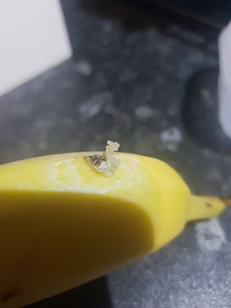 Eggs on bananas (with pic)