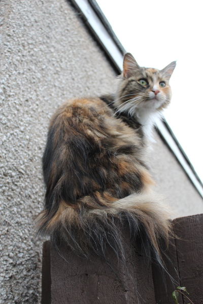 Missing Cat - any positive stories of cats returning home?