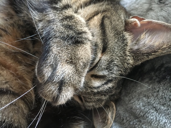 Anyone else really love their cat?
