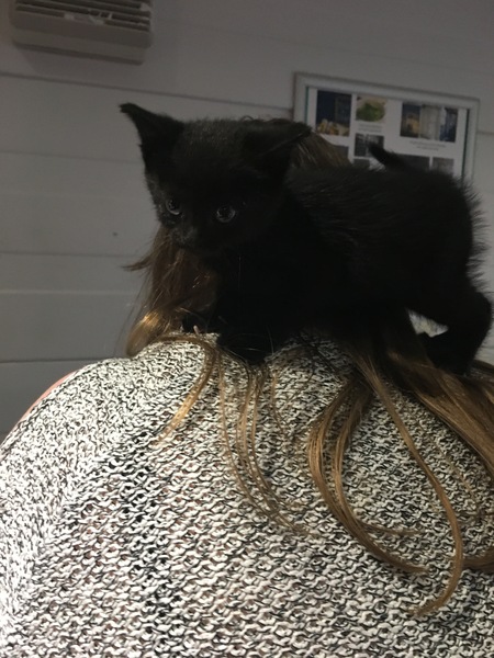 Found a kitten!