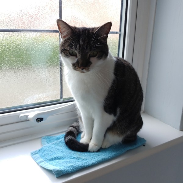Anyone else really love their cat?