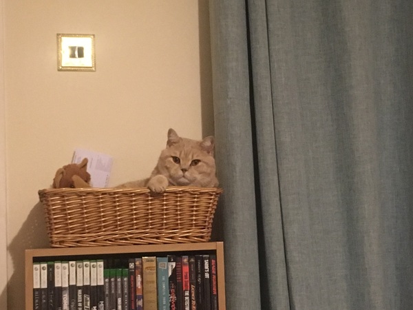 Anyone else really love their cat?