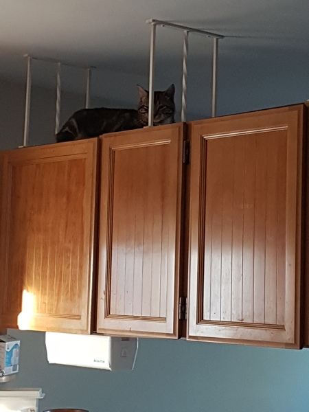 To ask if anyone can confirm sex of my kitten from photo?