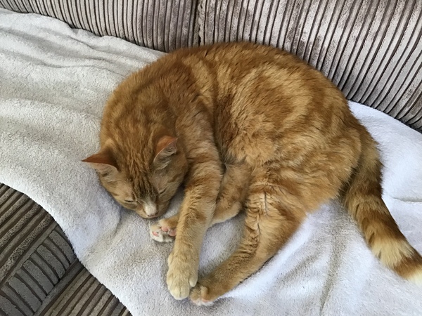 To ask you to help me name my cat?