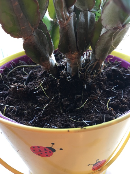 Christmas cactus