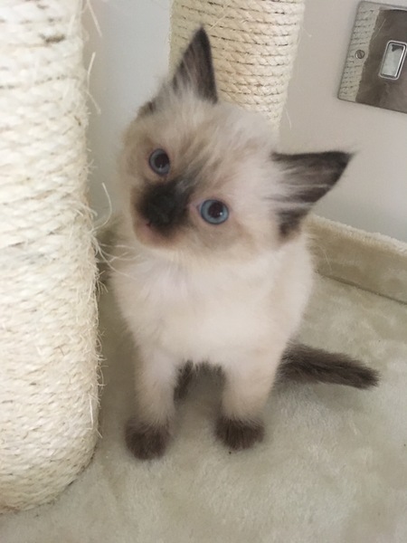 Who wants their daily kitten fix?