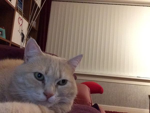 New cat - help!