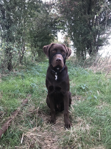 Tell me about your doggies! Quiz!