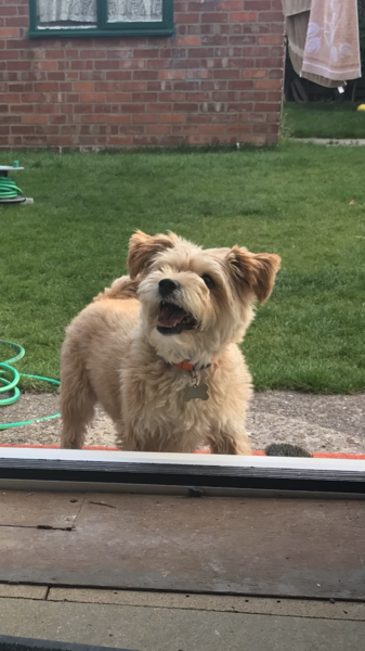 Inheriting a dog