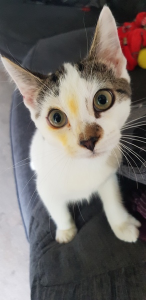 Kittens ate lillies :(