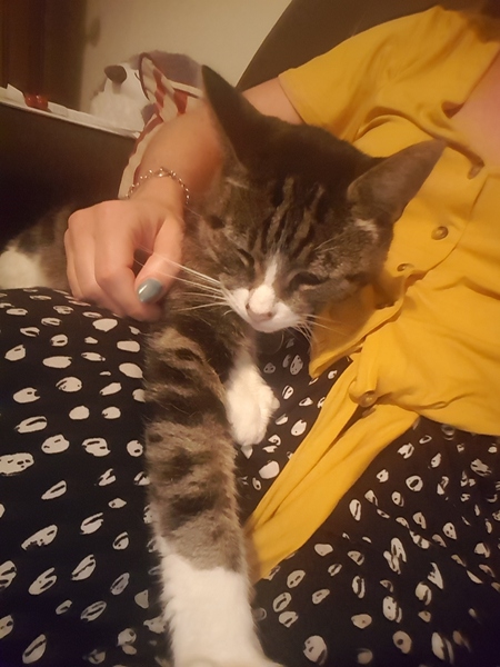 Please don't forget the older cats.