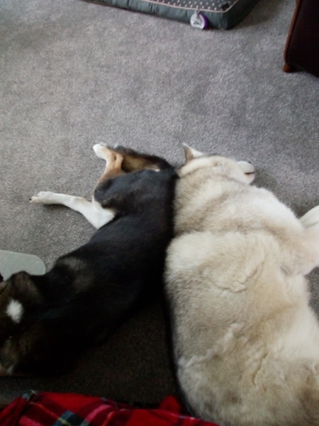That one thing your dog does that makes you smile .