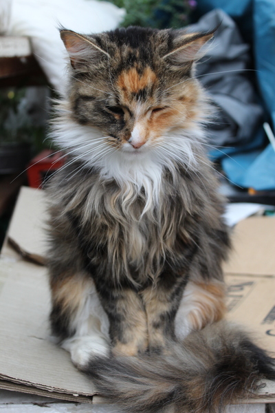 My cat is mentally torturing me. Again.