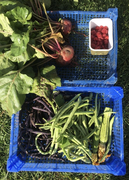 Allotment?Veg Patch Thread 13! Are we weathering the weather?