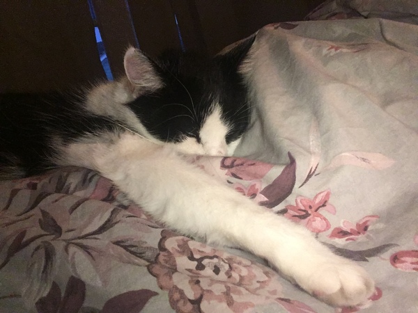 What's your DCat up to today? (Thread 7!)