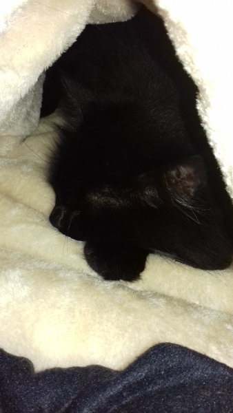 What's your DCat up to today? (Thread 7!)