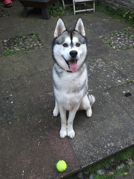 Show me your DPups!