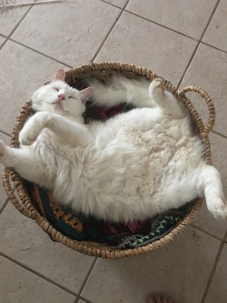 Anyone else really love their cat?