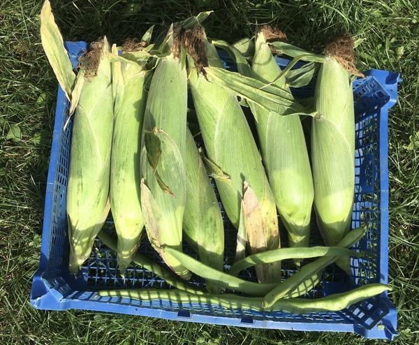 Allotment?Veg Patch Thread 13! Are we weathering the weather?