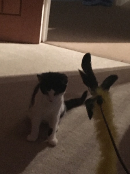 Adopted cat not setting