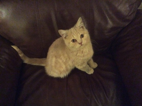 To think my new kitten is far too Cute?