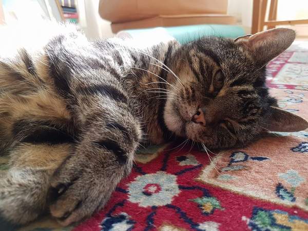 Tabby appreciation thread (with pics)