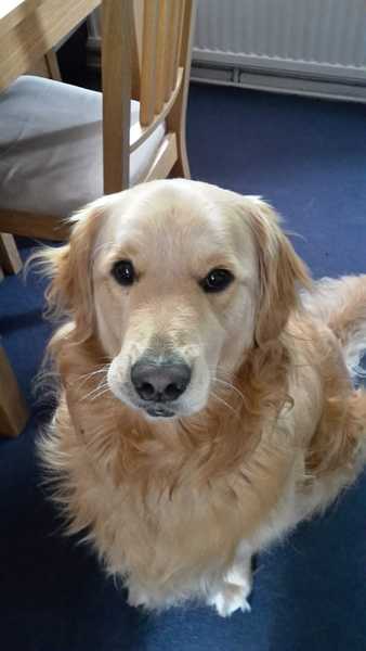 Golden retriever..?