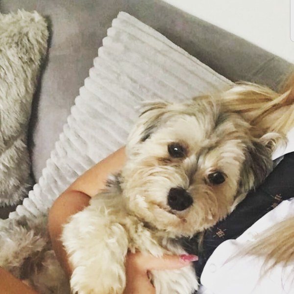 Anyone want to recommend a breed for my situation?