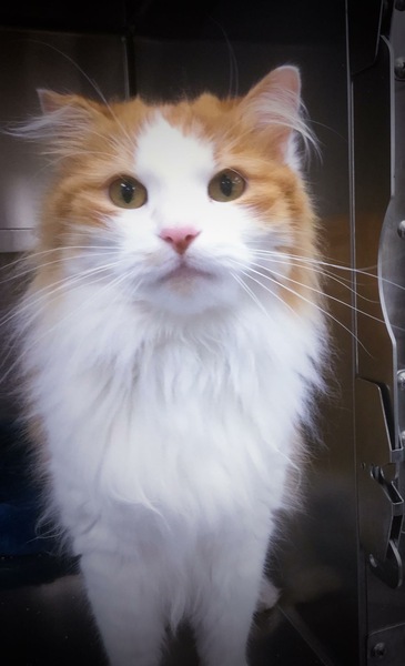 Please don't forget the older cats.