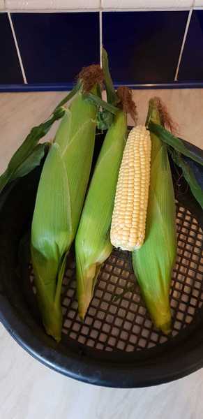 Allotment?Veg Patch Thread 13! Are we weathering the weather?