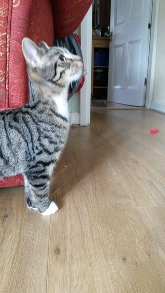 To think my new kitten is far too Cute?