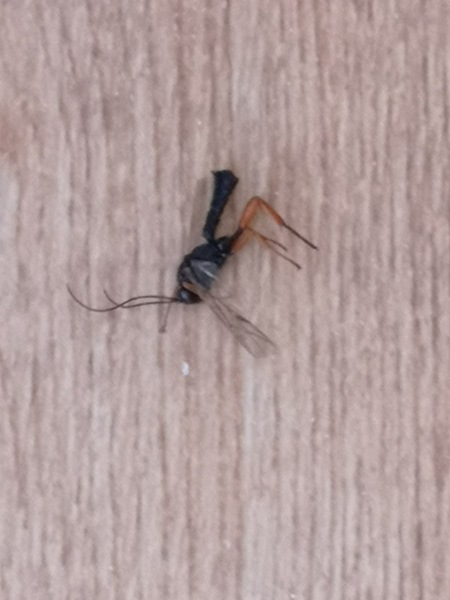 Can anyone identify this??