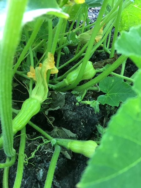 Allotment?Veg Patch Thread 13! Are we weathering the weather?