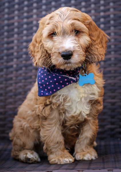 What crossbreed dogs would you like to see ?