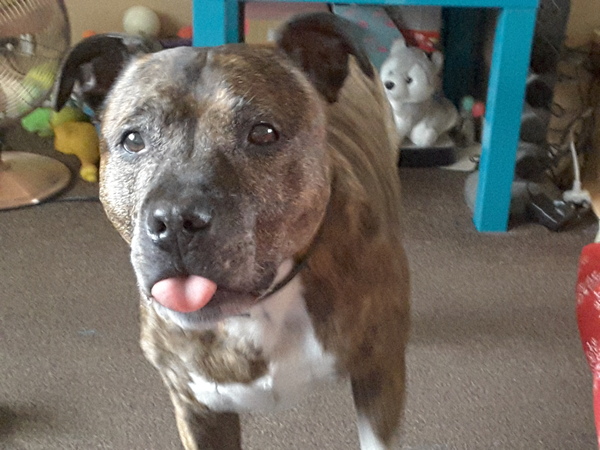 To have fallen in love with Staffies?
