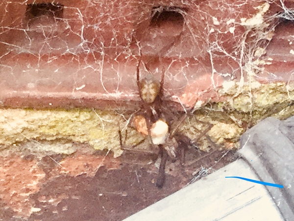 Giant Spider (Warning -photo)