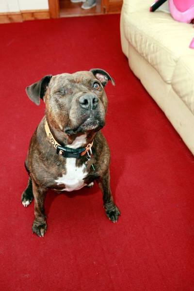 To have fallen in love with Staffies?
