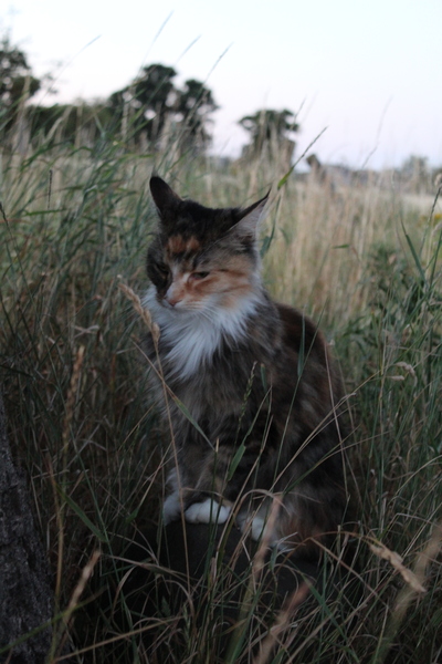 My cat is mentally torturing me. Again.