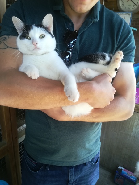 PLEASE help me name our new rescue cat!
