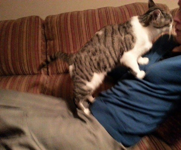 Anyone else really love their cat?