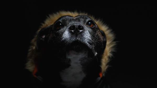 To have fallen in love with Staffies?
