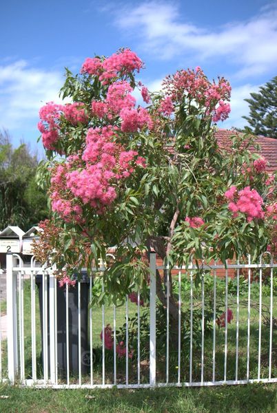 Where can I buy a Dwarf Eucalyptus ficifolia in UK